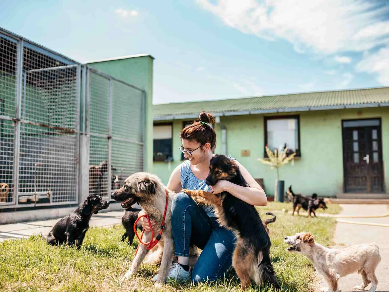 Volunteer sitting in the grass with shelter dogs